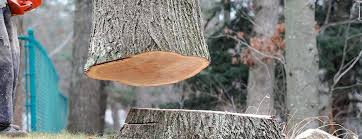 How Our Tree Care Process Works  in  Temple, GA