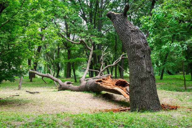Best Tree and Shrub Care  in Temple, GA