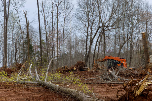 Best Tree Preservation Services  in Temple, GA