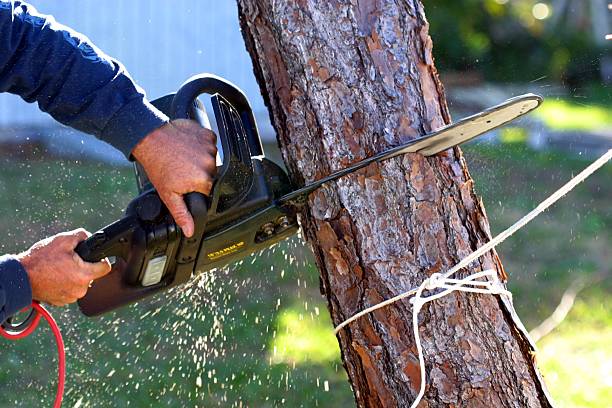 Best Emergency Tree Removal  in Temple, GA