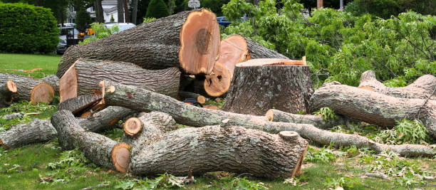 Best Leaf Removal  in Temple, GA