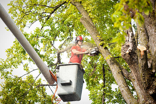Trusted Temple, GA Tree Care Experts