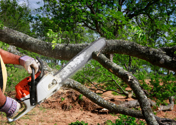 Best Aeration Services  in Temple, GA