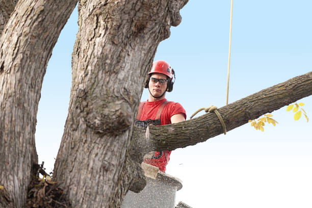 Best Tree Health Inspection  in Temple, GA