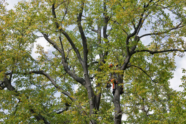 Best Storm Damage Tree Cleanup  in Temple, GA